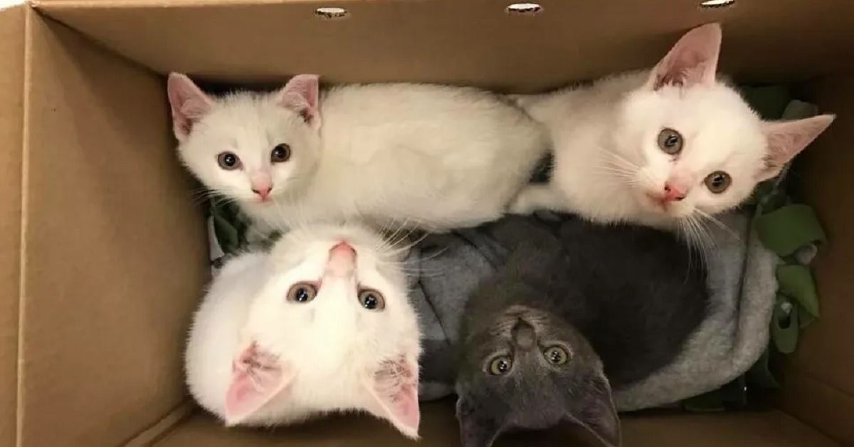 Snowball, gattino bianco adottato con i fratellini