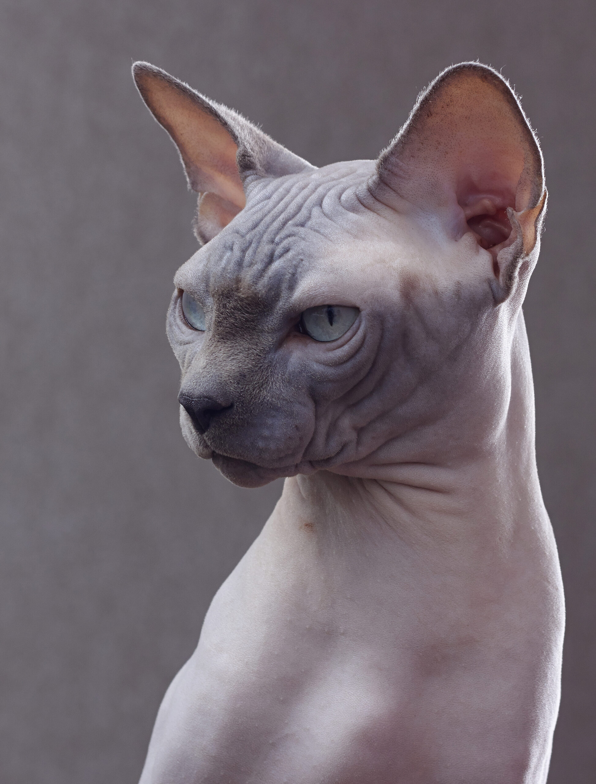 gatto canadian sphynx