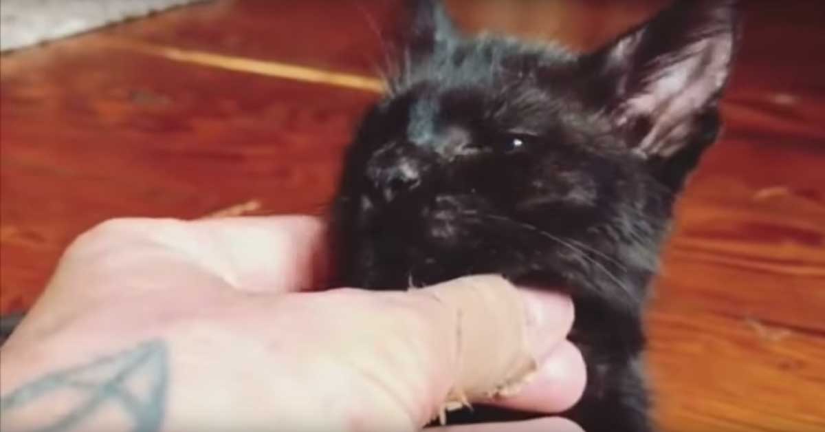 Gattino nero accarezzato