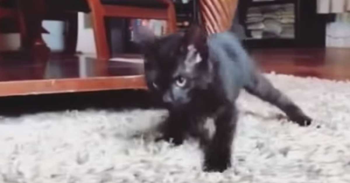 Gattino nero che cammina