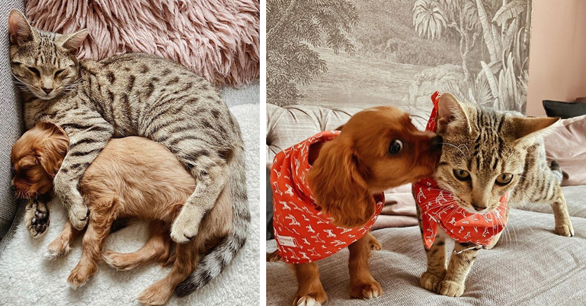 Teddy, il gattino che piace tanto su Instagram per la sua amicizia con un Cavalier King (video)
