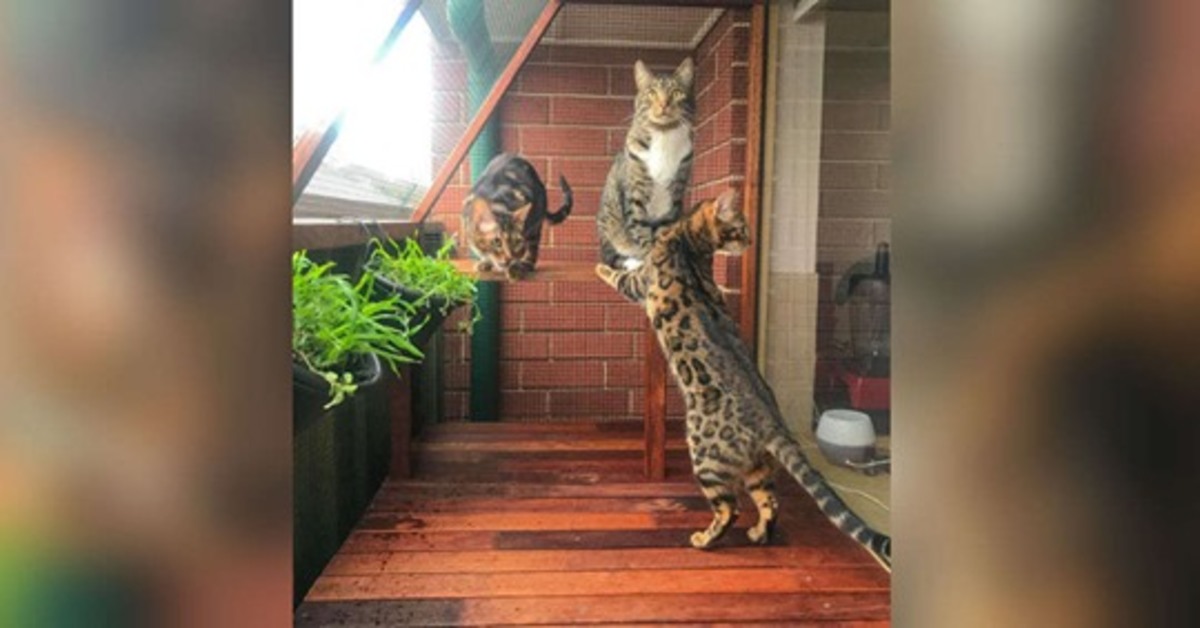 Theo, Mika e Zara, i gattini che hanno un terrazzo tutto loro