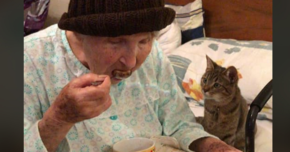 Gatto con una donna anziana