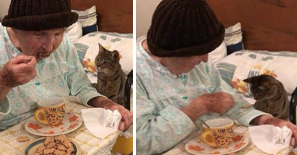 Tili, la gattina che è diventata l’angelo custode di una donna di 90 anni