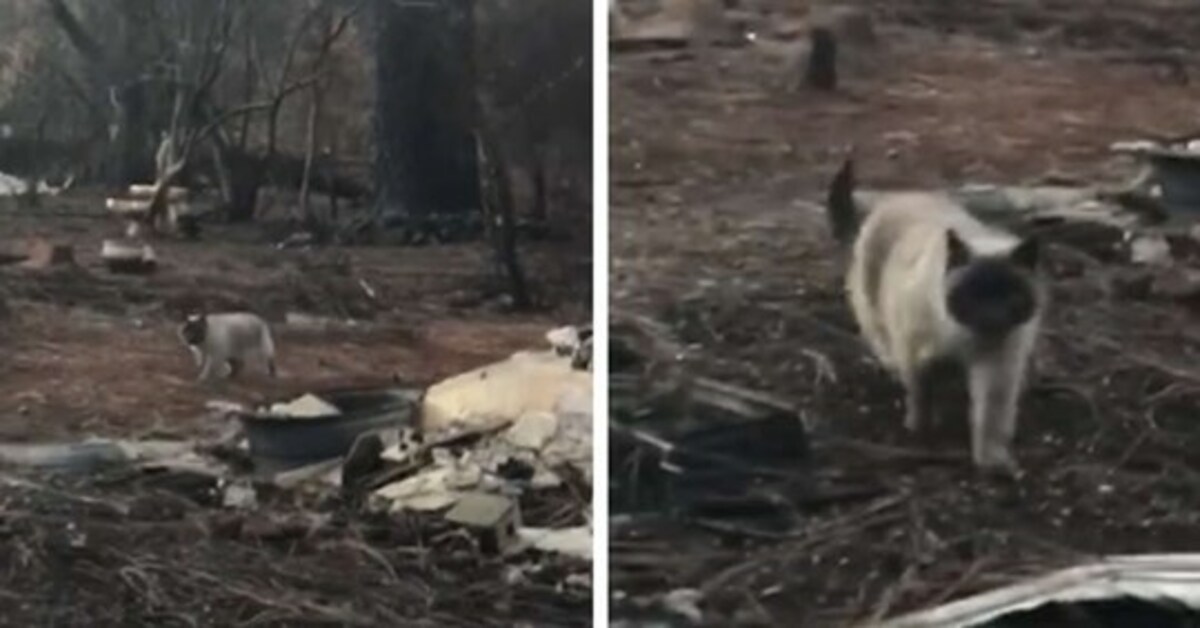 Timber, il gattino sopravvissuto ad un incendio ritrova la sua famiglia dopo un mese (VIDEO)