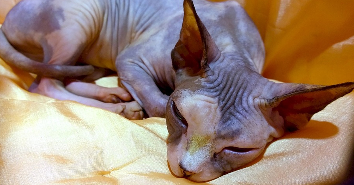 Gatto Sphynx che dorme