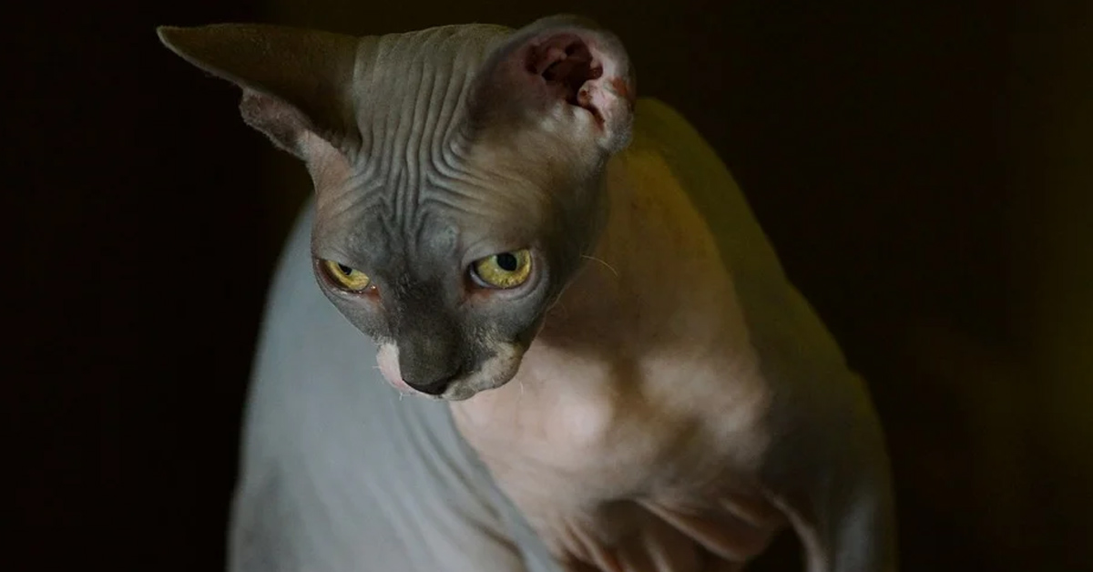 Gatto Sphynx che osserva