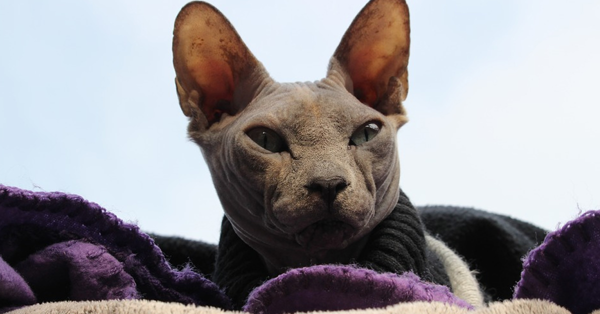 Gatto Sphynx che osserva