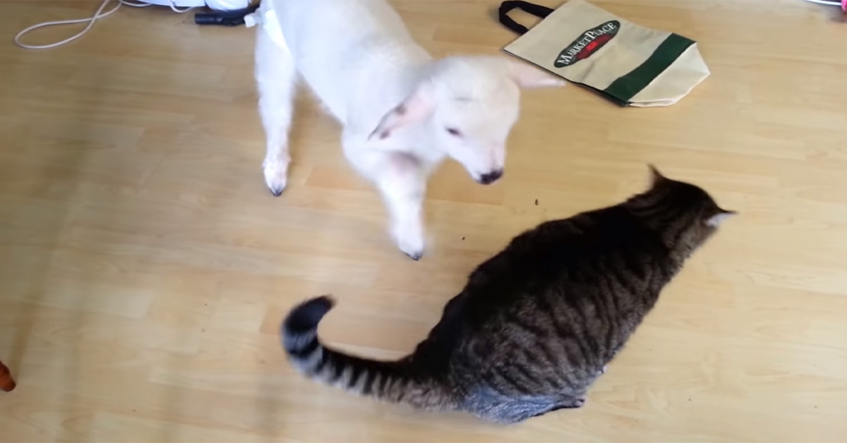Un gattino si lascia coccolare da un agnellino e il video conquista il web