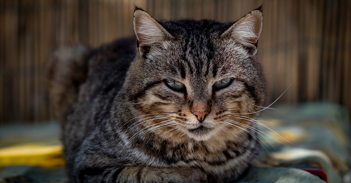 Gatto che osserva