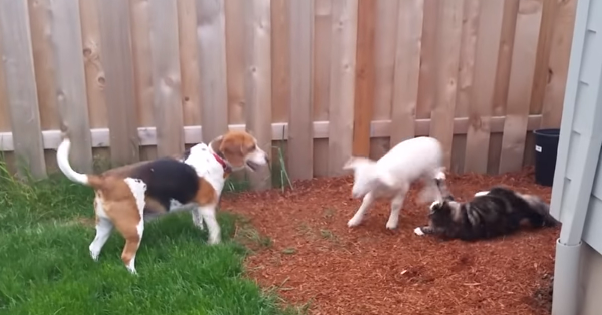 Un gattino, una capra e un Beagle giocano insieme e il video conquista il web