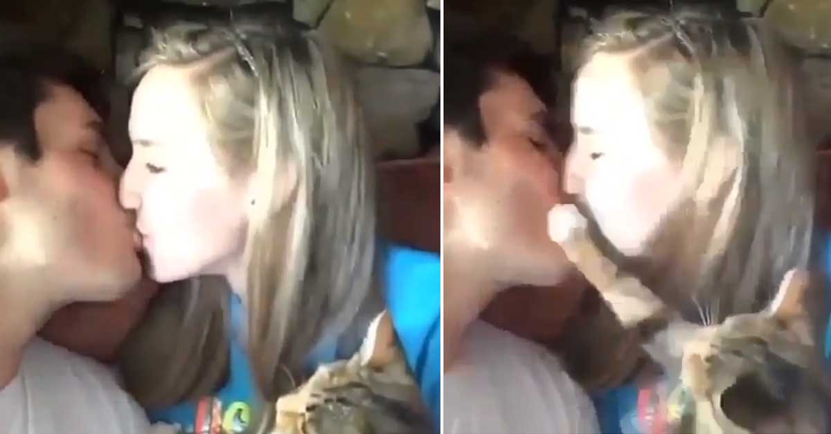 Un gattino è geloso dei proprietari che si baciano e il video diventa virale