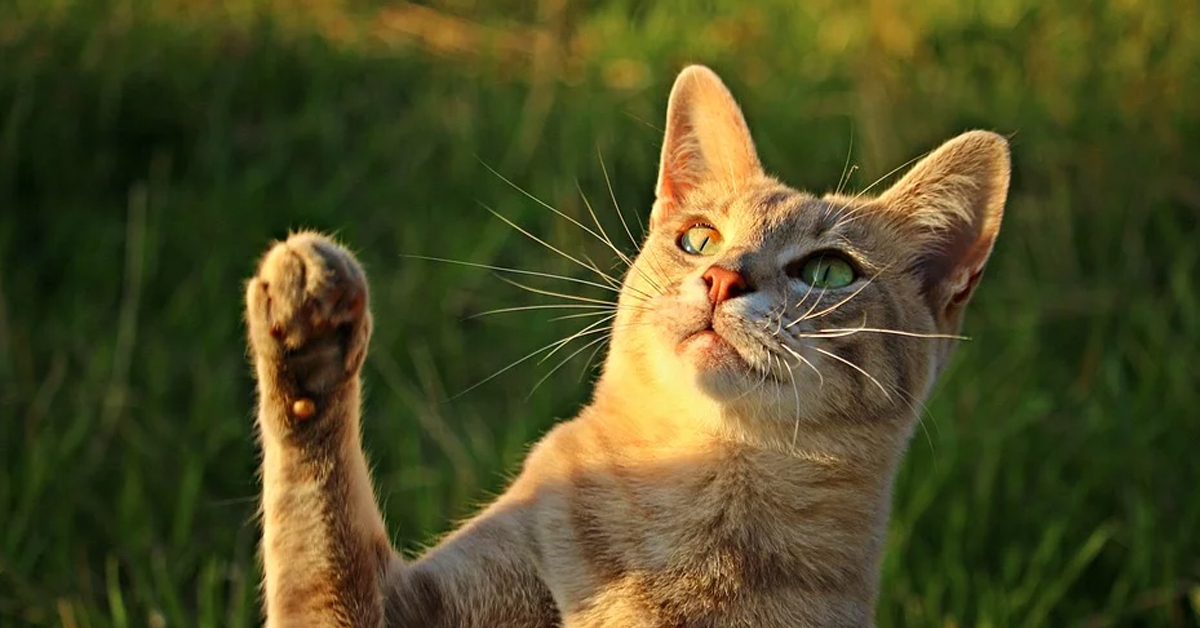 Gatto che caccia