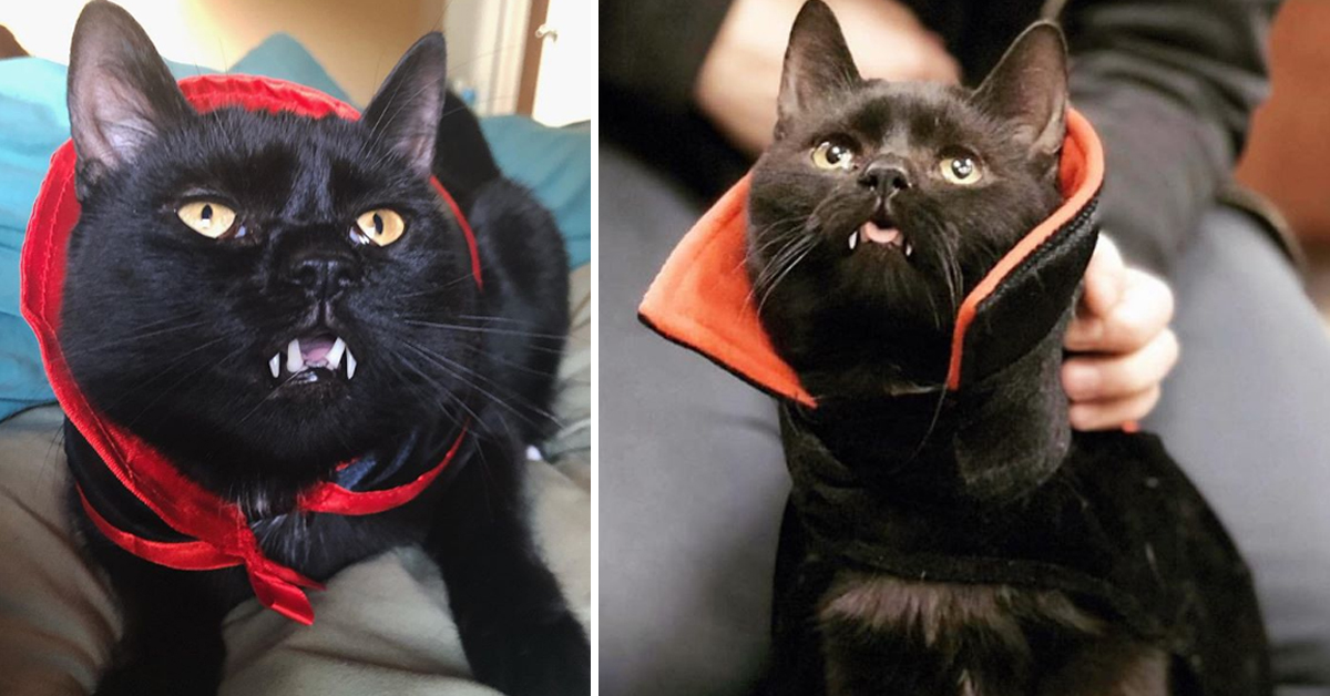 Vladimir, il gattino vampiro che piace tanto sul web (video)