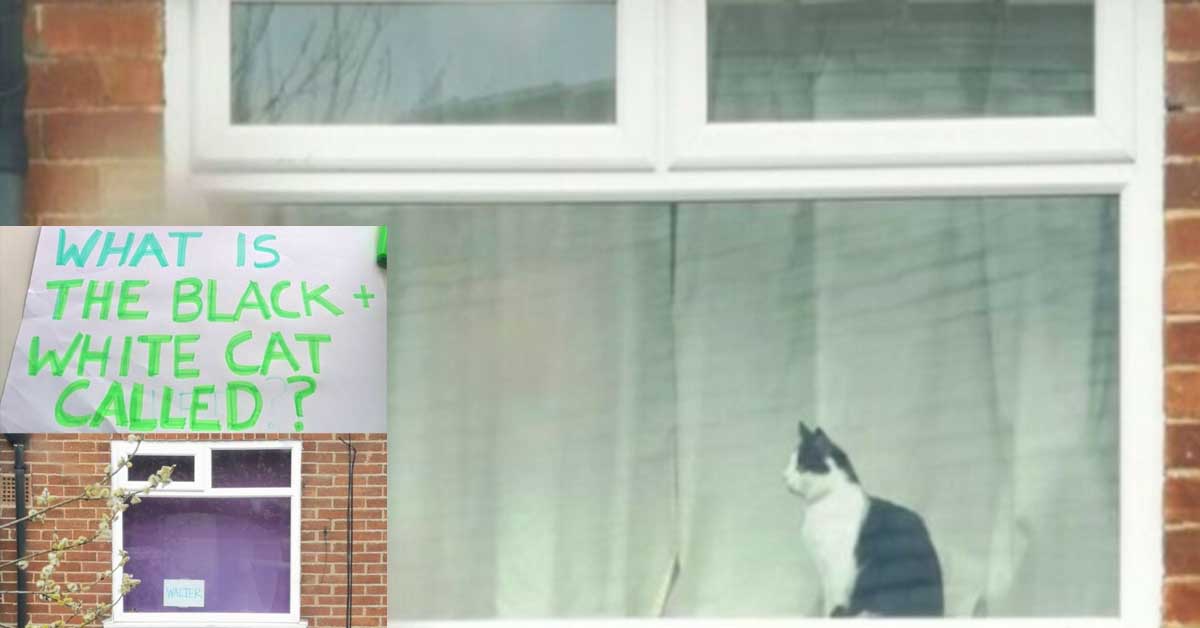 Walter, il gattino che “unisce” due vicini di casa durante la quarantena