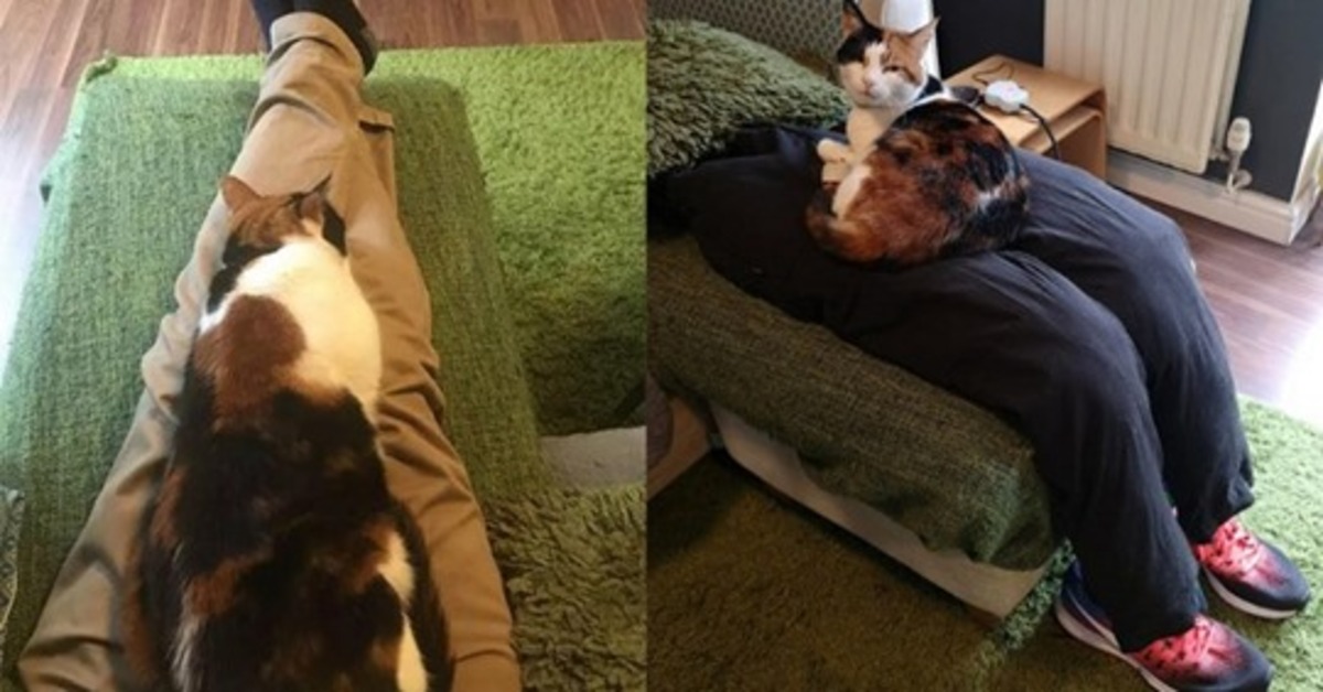 Ziggy, la gattina calico che adora sedersi sulle gambe finte