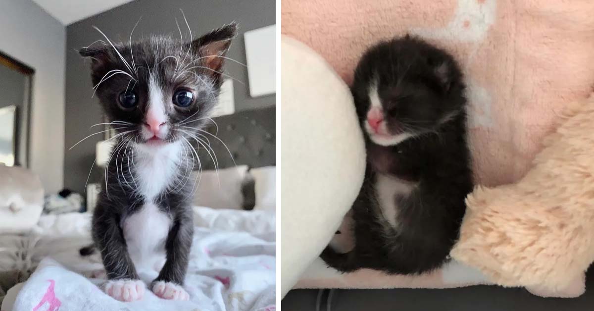 Zoey, la gattina che non si è mai arresa e che ora vuole essere felice (video)