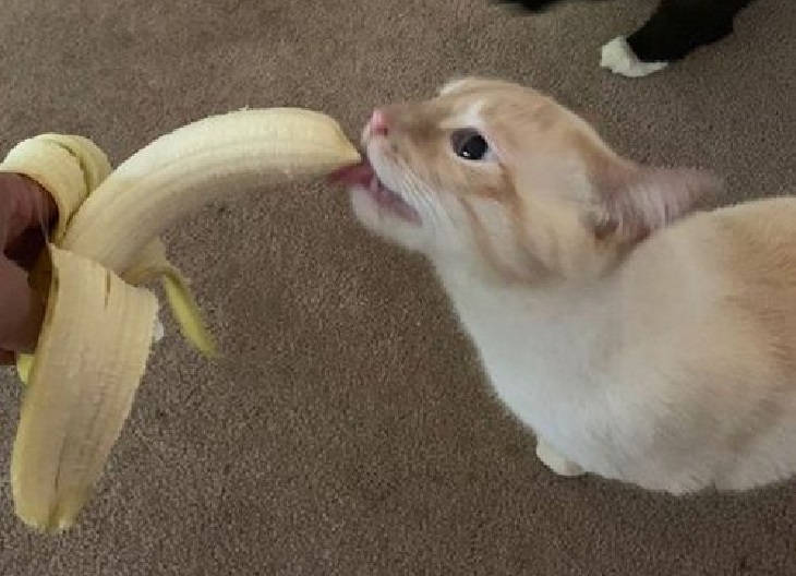 bean-banane