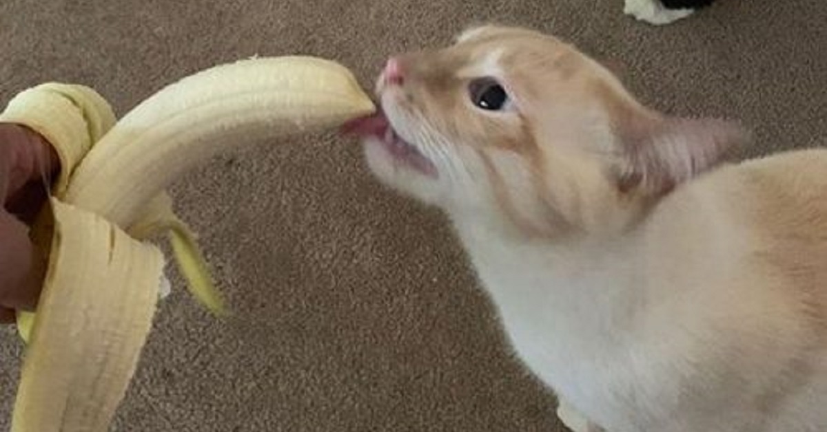 Bean il gattino che ama le banane (VIDEO)