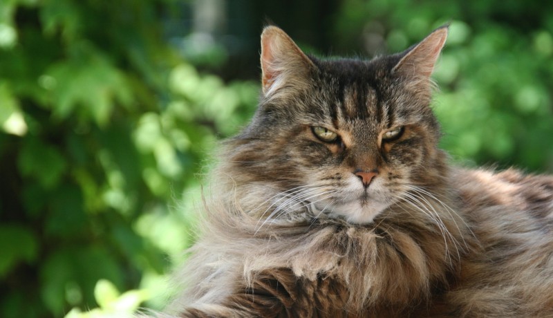 Maine coon