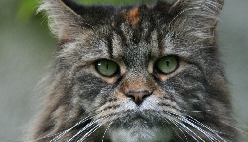 Maine coon