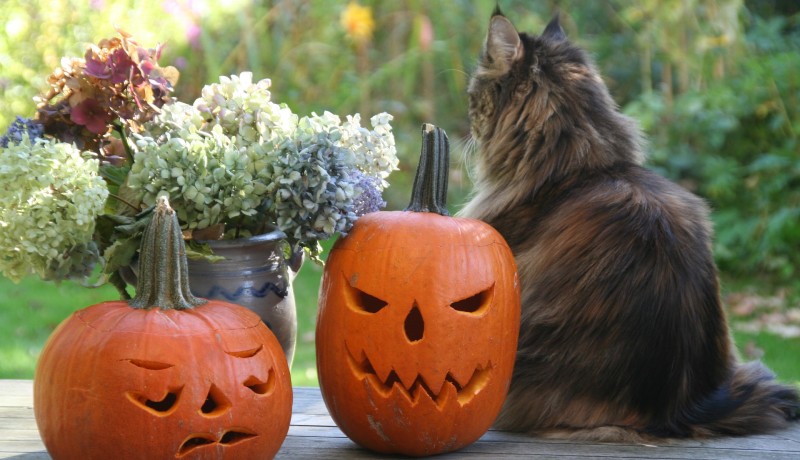 Maine coon