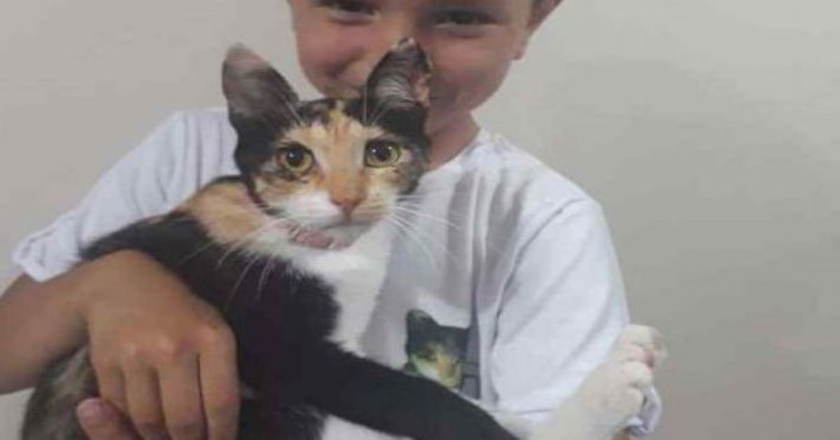 Bella, gattino adottato da un bimbo (video)