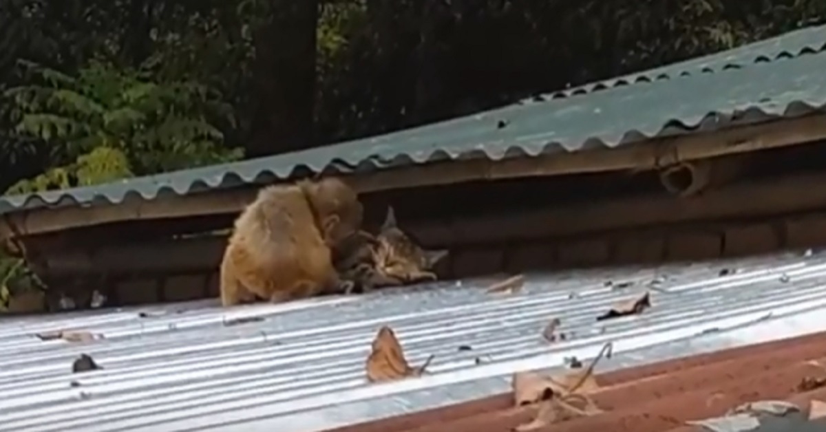 Billo, il gatto amico di una scimmietta (video)