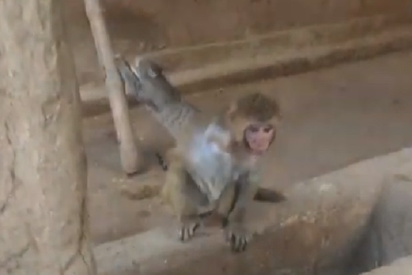 billo gatto scimmietta video