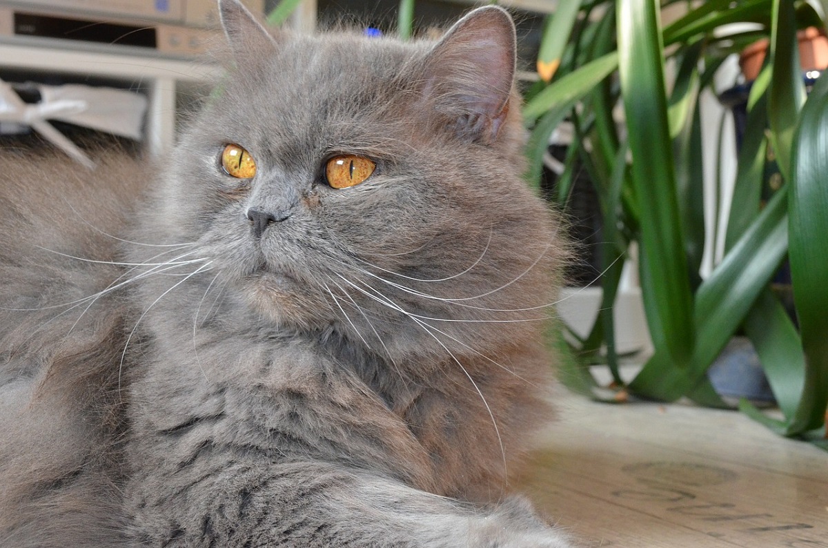 british longhair grigio