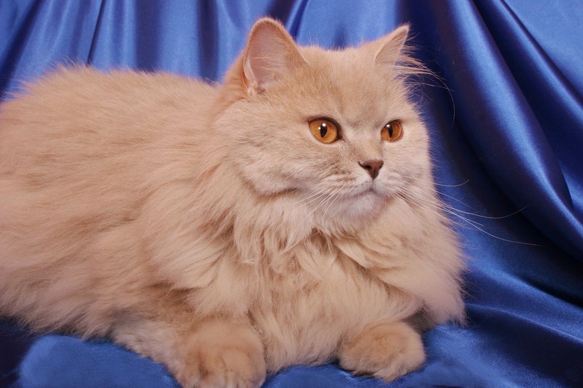 gatto british longhair