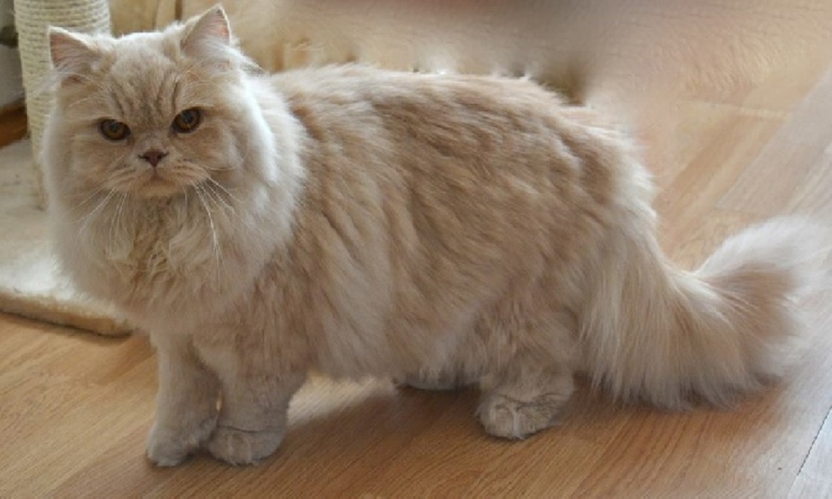 british longhair color crema