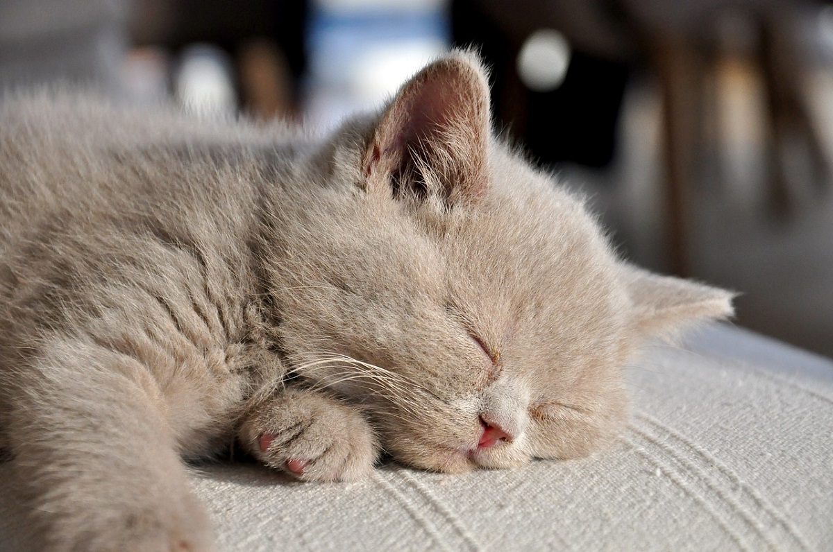 british longhair dorme