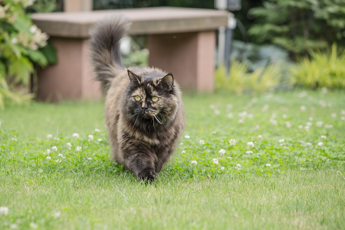 british longhair su prato