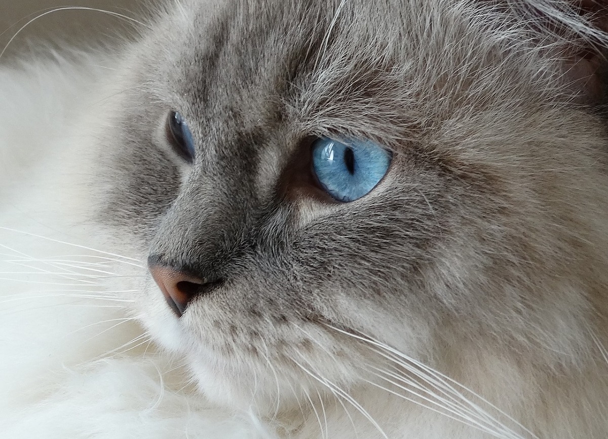 ragdoll occhi blu