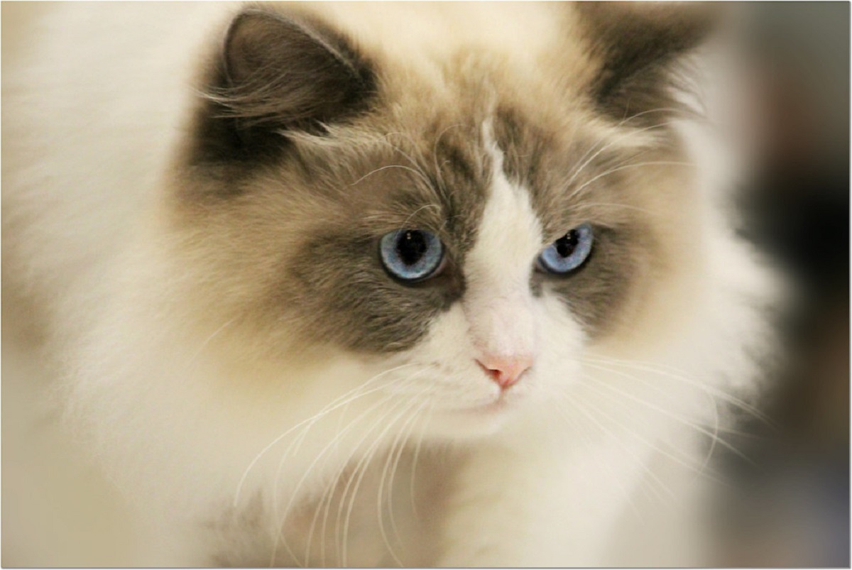 British Longhair VS Ragdoll: le differenze