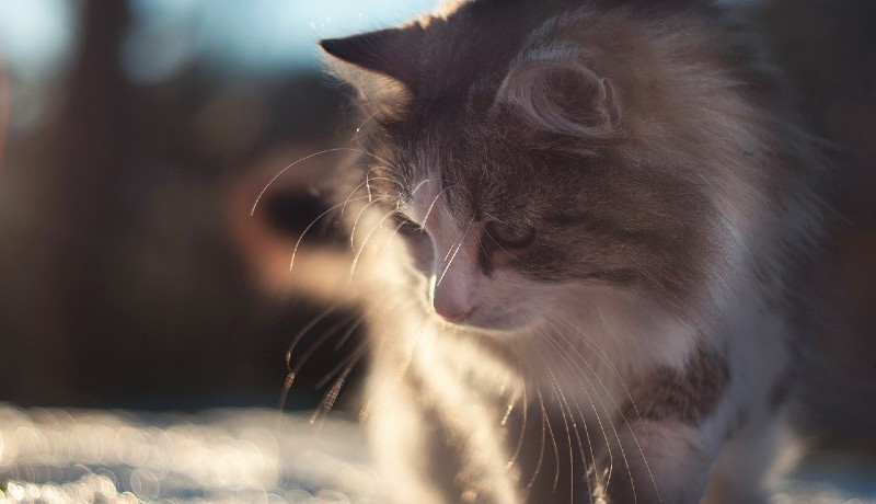 Gatto siberiano