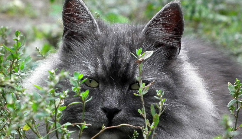 Gatto siberiano