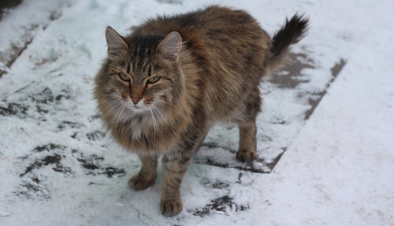 Gatto siberiano