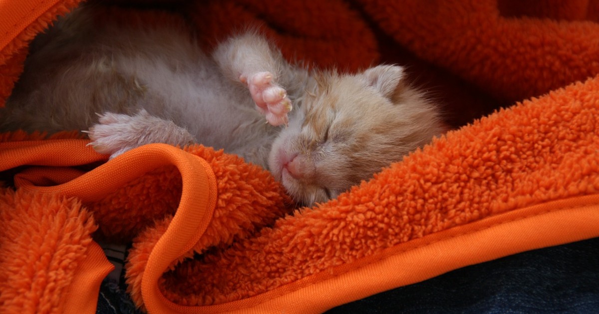 Gatto soriano, lo svezzamento