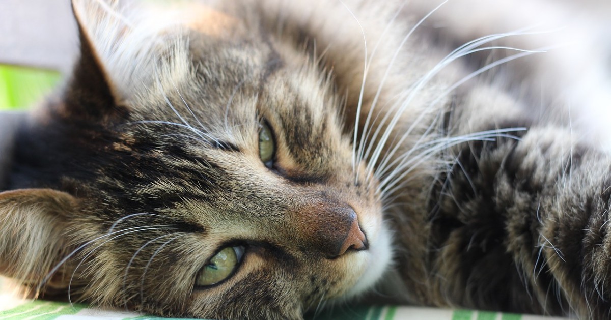 Gatto siberiano, spazzola per il pelo: idee e consigli