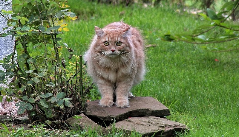 Gatto siberiano