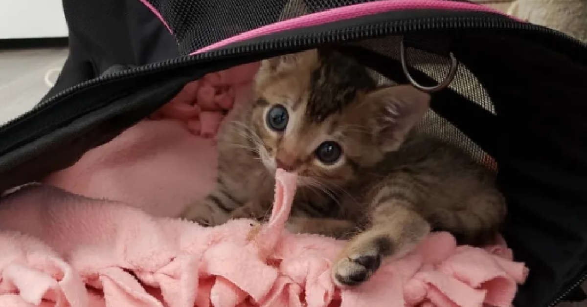 Dopo il salvataggio del gattino Mouse, scoprono il suo bel caratterino (VIDEO)