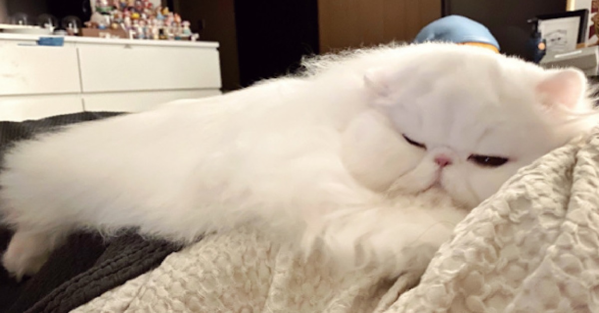 Fen Fen, il gattino persiano dal viso soffice (VIDEO)