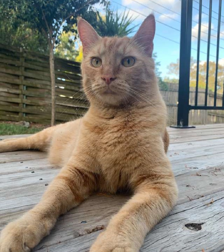 nacho gatto fratelli cani