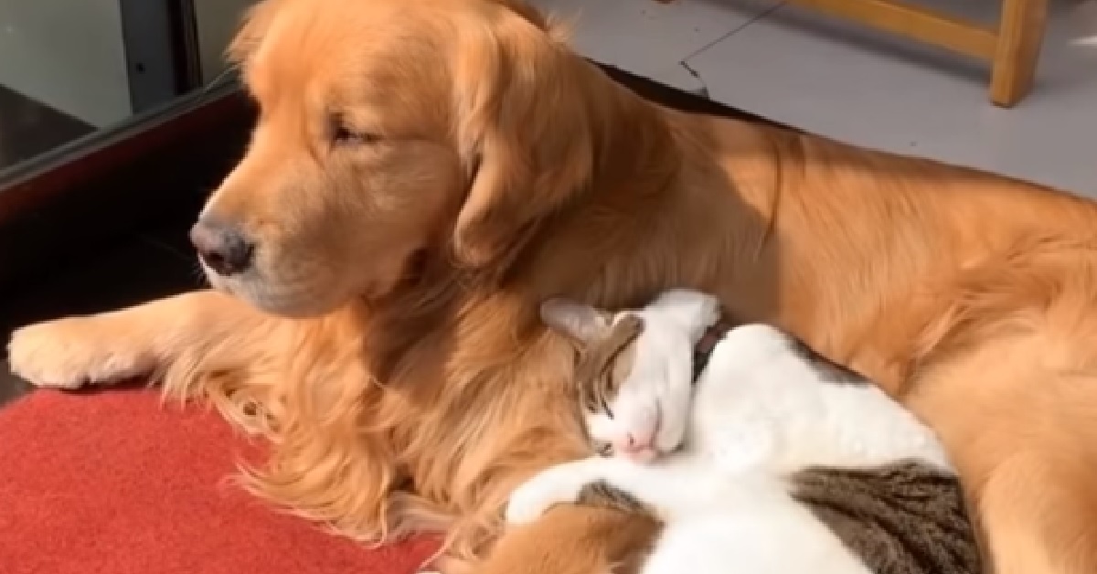 Gatto in pigiama ama coccolarsi con i fratelli Golden Retriever (VIDEO)