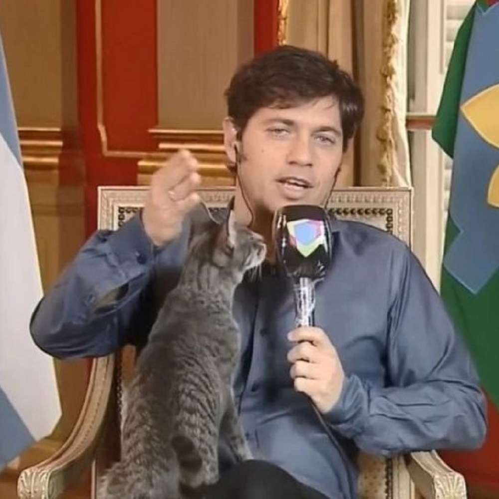 gatto kicillof governatore