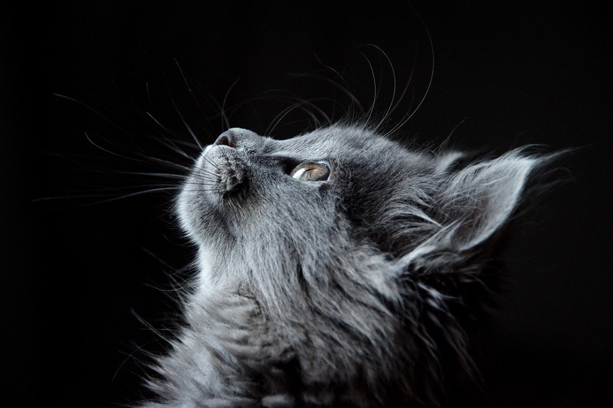 gatto norvegese sfondo nero