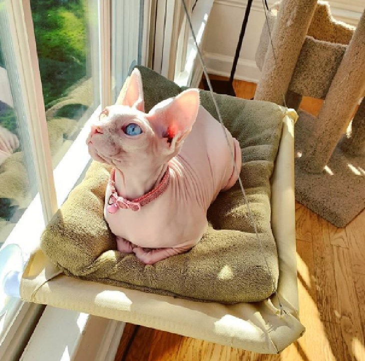 akasha gatto sphynx