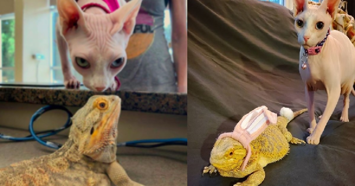 Gatto sphynx fa amicizia con un drago barbuto (VIDEO)